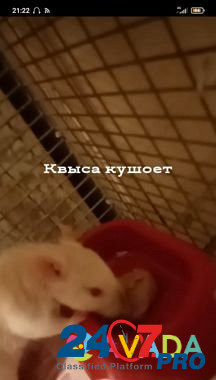 Крыса Khimki - photo 3