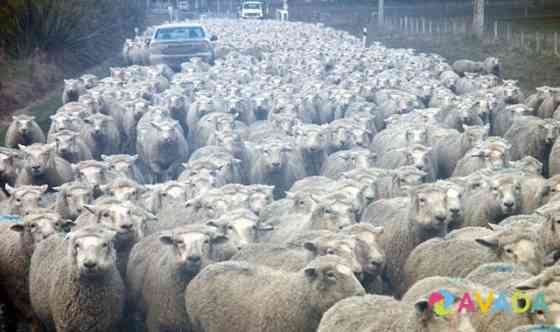 Продаю 200 голов овец Kalininsk