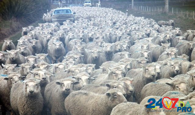 Продаю 200 голов овец Калининск - изображение 1