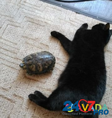 Черепаха красноухоя Сочи - изображение 2