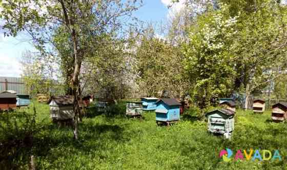 Пчелосемьи Krasnooktyabr'skiy