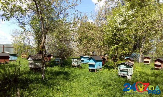 Пчелосемьи Krasnooktyabr'skiy - photo 1