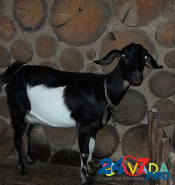 Коза нубийская 50 Revda - photo 1