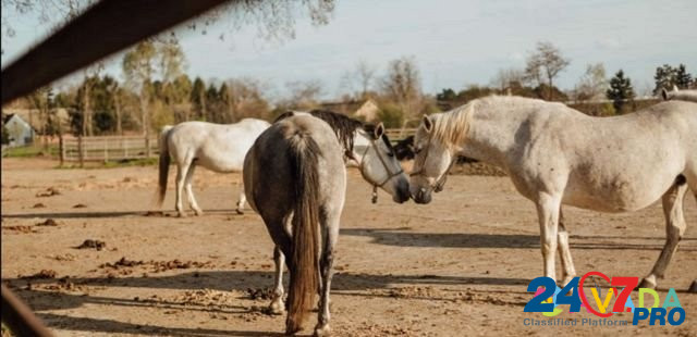 Лошадь Pyatigorsk - photo 1
