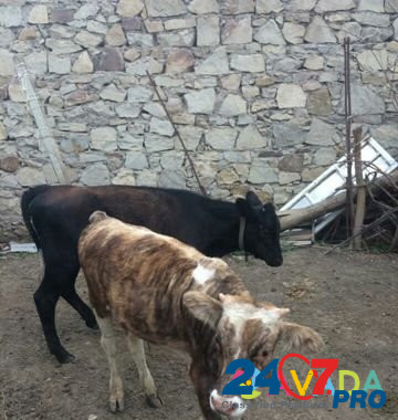 Корова Madzhalis - photo 4