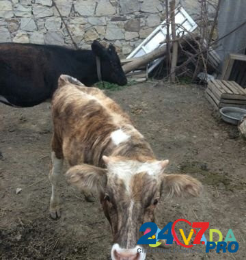 Корова Madzhalis - photo 8