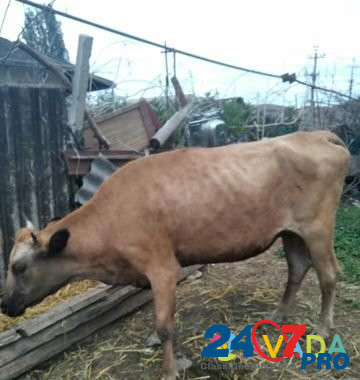 Корова Madzhalis - photo 2