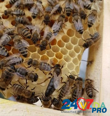 Пчелопакеты Тамбов - изображение 2