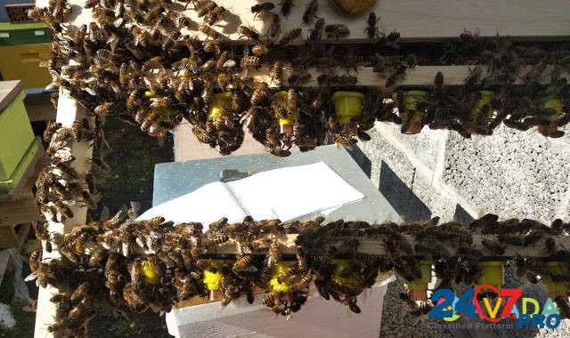 Пчелопакеты Тамбов - изображение 4