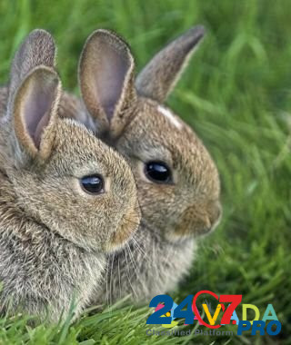 Кролики Мантурово - изображение 7