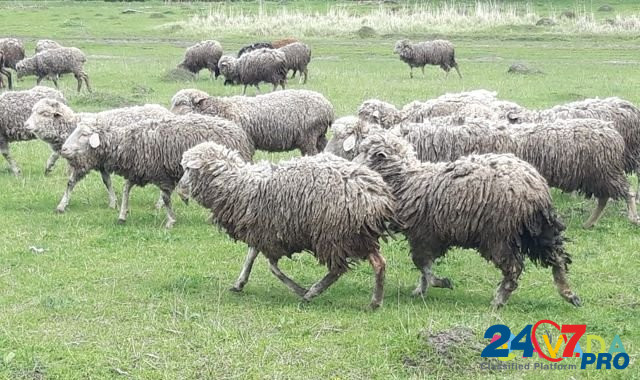 Стадо овец, Меринос Подольск - изображение 1