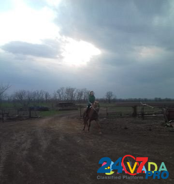 Лошадь Orlovskiy - photo 2