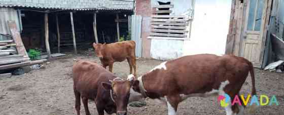 Корова бычки телята Kurchaloy
