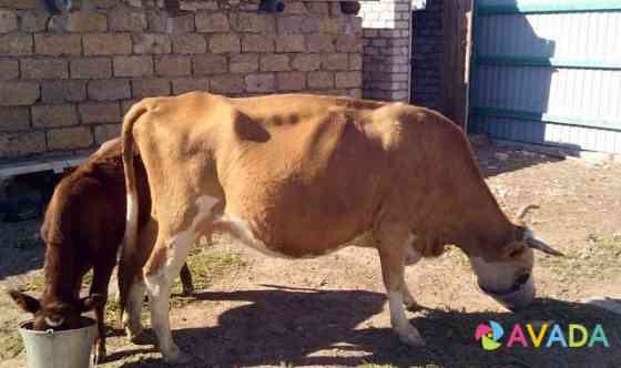 Бык корова бычок Elista