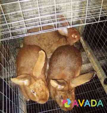 Кролики самки Novaya Usman'
