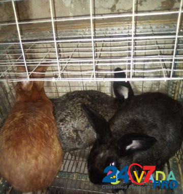 Кролики самки Novaya Usman' - photo 2