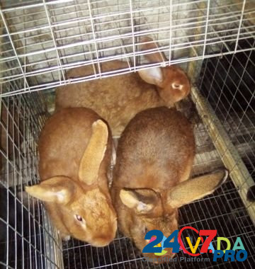 Кролики самки Novaya Usman' - photo 1