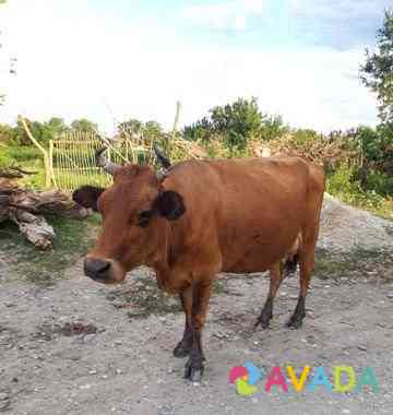 Корова Chontaul