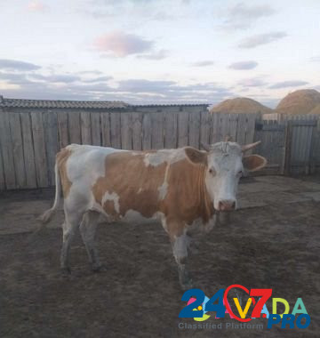 Корова Ol'khovka - photo 1