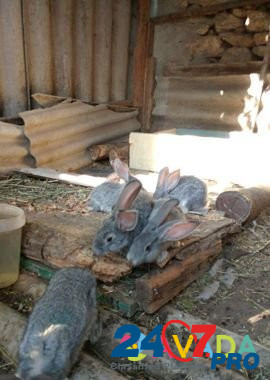 Продаю кроликов Московское - изображение 1