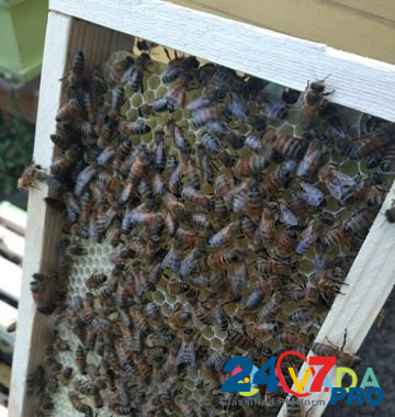 Пчелопакеты Belgorod - photo 8