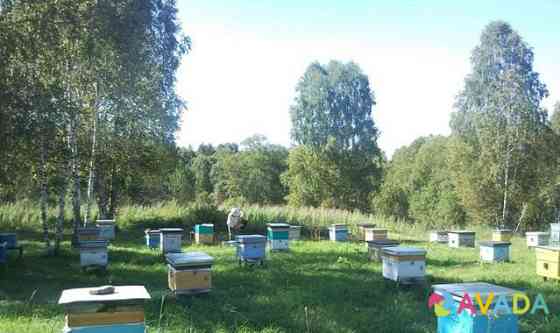 Пасека, пчелы, мёд Vorotynets