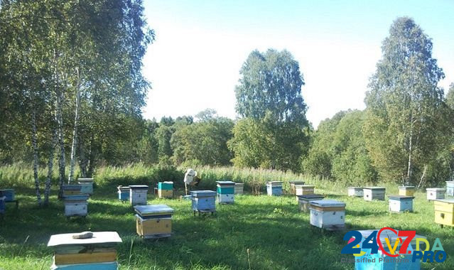 Пасека, пчелы, мёд Vorotynets - photo 1