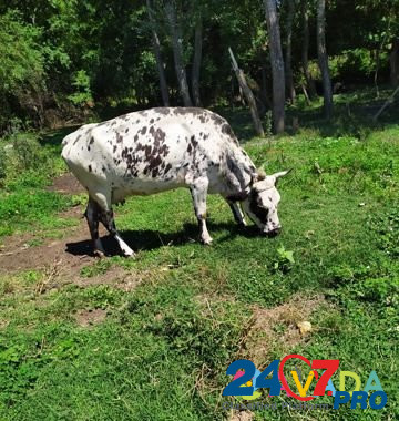 Корова Staryye Atagi - photo 2