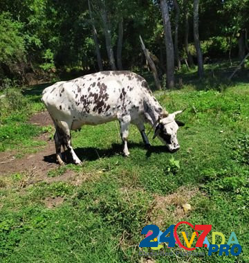 Корова Staryye Atagi - photo 3