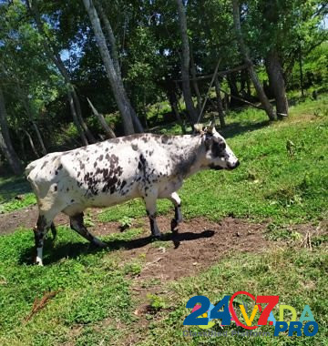 Корова Staryye Atagi - photo 1