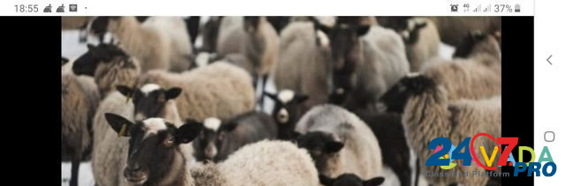 Овцы бараны Yantikovo - photo 1