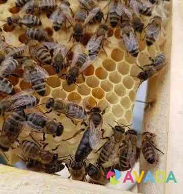 Пчелопакеты Saratov