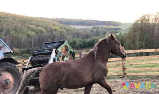 Лошадь Vyazovka