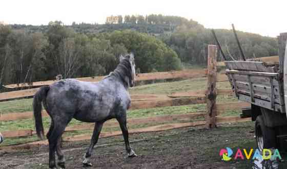 Лошадь Березовка