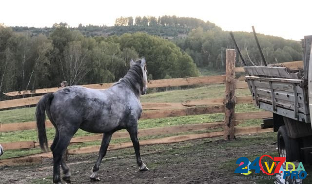 Лошадь Vyazovka - photo 4