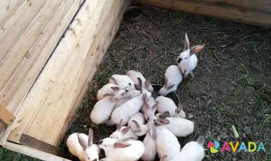 Кролики калифорнийской породы Kirov
