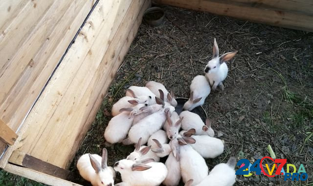 Кролики калифорнийской породы Kirov - photo 1