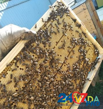 Пчелопакеты Balakovo - photo 5