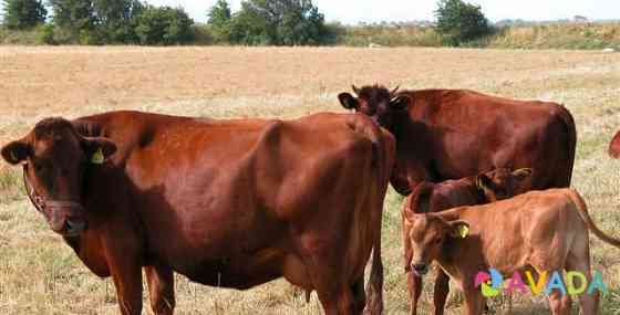 Красно степные коровы Ivanovskoye