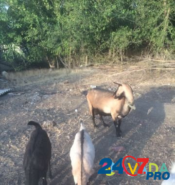 Продаю козу с козлятами. Можно по отдельности Urozhaynoye - photo 3