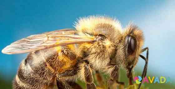 Пчелы на высадку Omsk