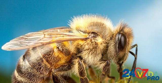 Пчелы на высадку Omsk - photo 1