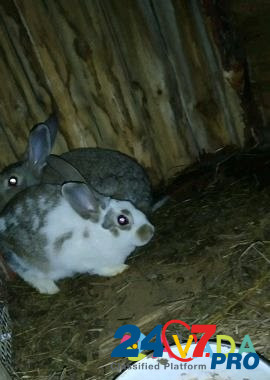 Кролики разных возрастов Voskresenskoye - photo 2