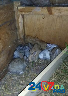 Кролики разных возрастов Voskresenskoye - photo 5