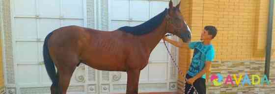 Продаётся лошадь Groznyy