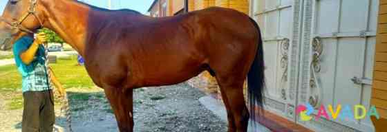 Продаётся лошадь Groznyy