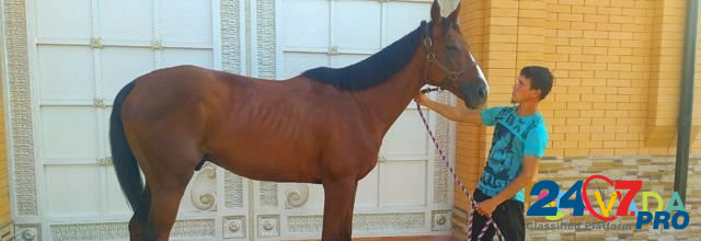 Продаётся лошадь Groznyy - photo 2