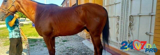 Продаётся лошадь Groznyy - photo 4