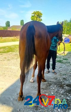 Продаётся лошадь Groznyy - photo 5