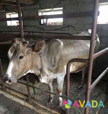 Корова Vichuga